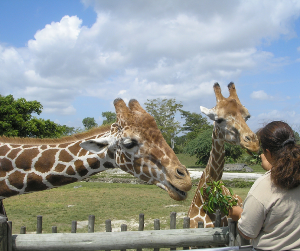 Houston Zoo